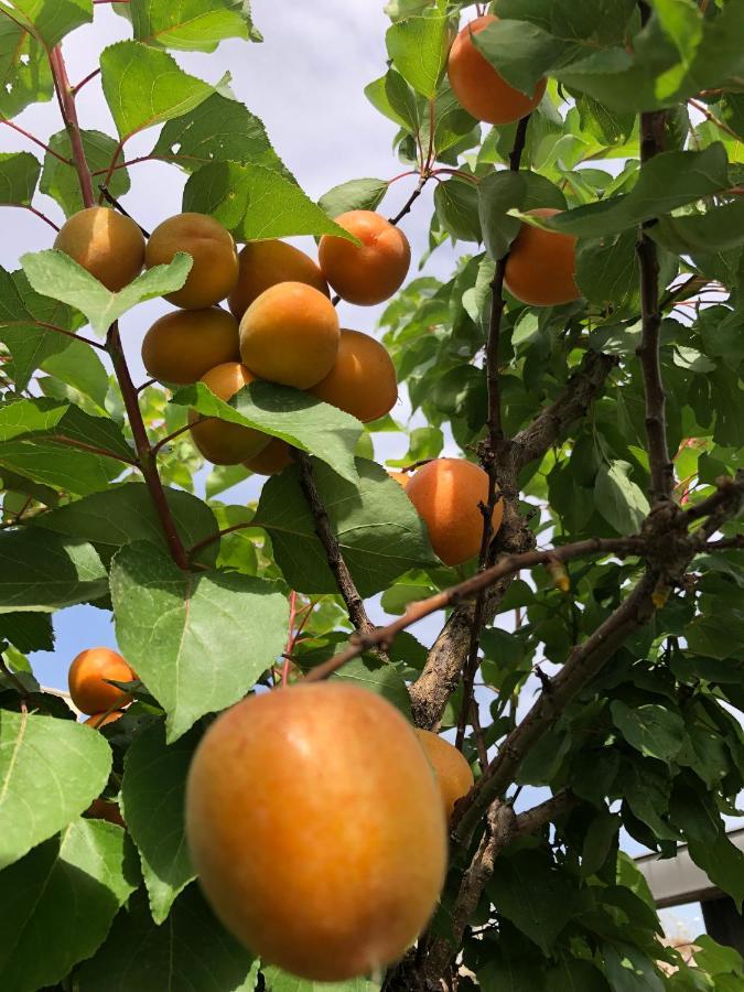 Il Giardino Di Nonno Agostino Bed and Breakfast Castellammare di Stabia Exterior foto