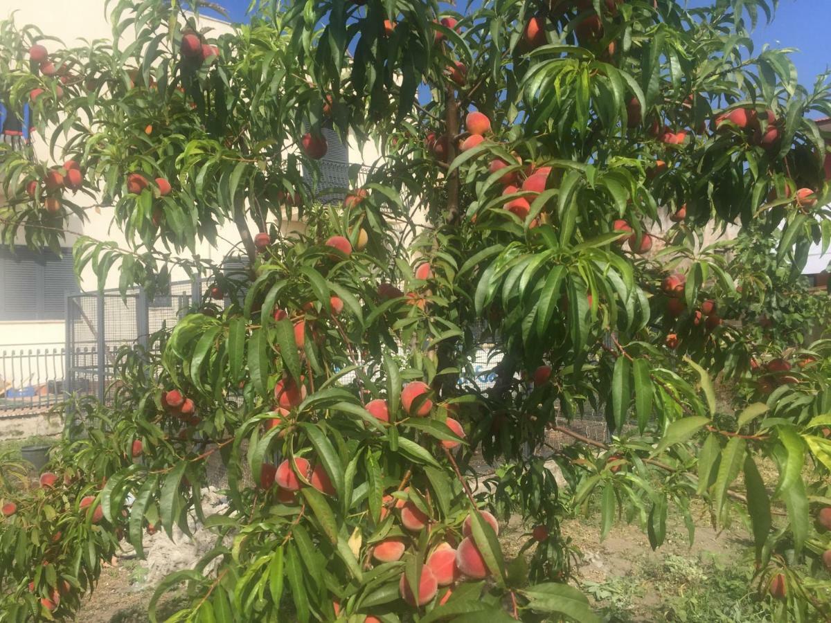 Il Giardino Di Nonno Agostino Bed and Breakfast Castellammare di Stabia Exterior foto