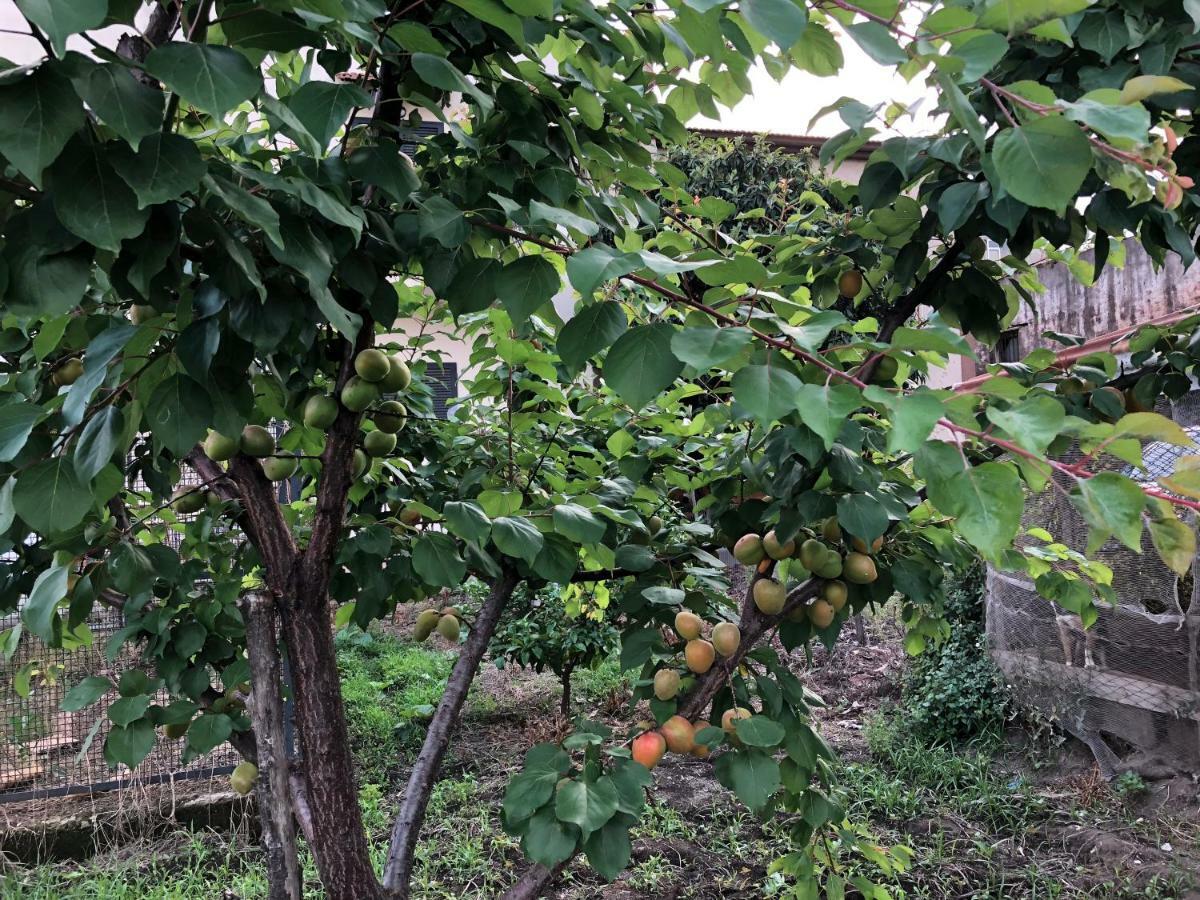 Il Giardino Di Nonno Agostino Bed and Breakfast Castellammare di Stabia Exterior foto